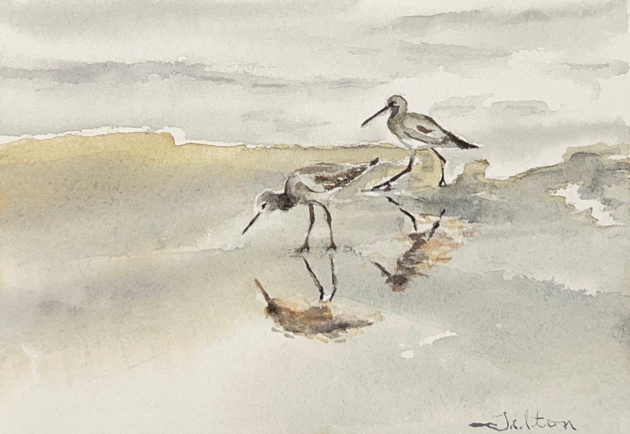 Willets