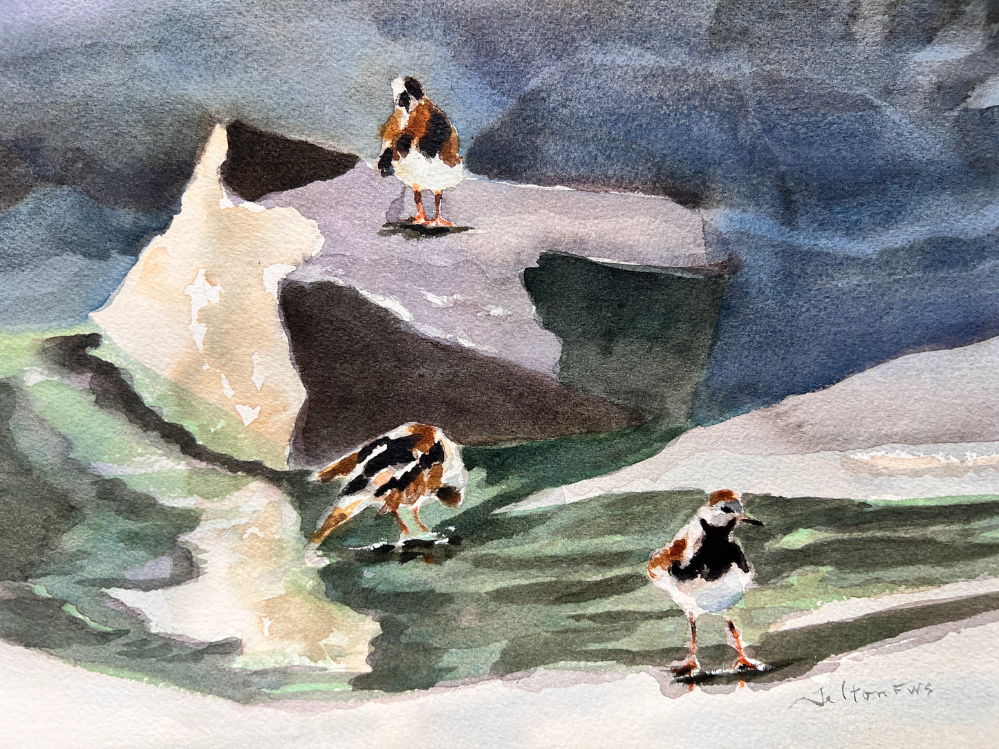 Ruddy Turnstones on the Rocks