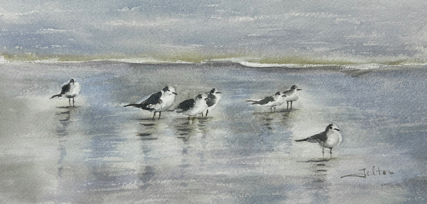 Sea Gulls on the shoreline